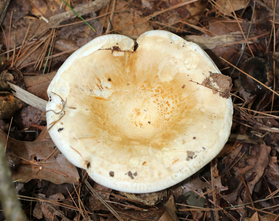 Deceptive Milky - Lactifluus deceptivus Cap sizes ranged from 8-18 cm wide! They were white with depressed, vase-shaped caps. The caps had some brown discoloration/patches. The margins were inrolled. Gills were attached, close/crowded, white, and had frequent short gills. The stem was white with brown discoloration. The milk was white.<br />
<br />
 Habitat: Growing singly or in clusters on the ground in a mixed forest with mostly oak, pine, and eastern hemlock. <br />
<figure class="photo"><a href="https://www.jungledragon.com/image/65244/deceptive_milky_-_lactifluus_deceptivus.html" title="Deceptive Milky - Lactifluus deceptivus"><img src="https://s3.amazonaws.com/media.jungledragon.com/images/3232/65244_thumb.jpg?AWSAccessKeyId=05GMT0V3GWVNE7GGM1R2&Expires=1767225610&Signature=alOMe%2BRkG5lquWcoBI5fDbt0PGs%3D" width="200" height="134" alt="Deceptive Milky - Lactifluus deceptivus Cap sizes ranged from 8-18 cm wide! They were white with depressed, vase-shaped caps. The caps had some brown discoloration/patches. The margins were inrolled. Gills were attached, close/crowded, white, and had frequent short gills. The stem was white with brown discoloration. The milk was white.<br />
<br />
 Habitat: Growing singly or in clusters on the ground in a mixed forest with mostly oak, pine, and eastern hemlock.<br />
https://www.jungledragon.com/image/65242/deceptive_milky_-_lactifluus_deceptivus.html<br />
https://www.jungledragon.com/image/65243/deceptive_milky_-_lactifluus_deceptivus.html <br />
 Deceptive Milky,Geotagged,Lactifluus deceptivus,Summer,United States,fungus,lactarius deceptivus,milky cap,mushroom" /></a></figure><br />
<figure class="photo"><a href="https://www.jungledragon.com/image/65242/deceptive_milky_-_lactifluus_deceptivus.html" title="Deceptive Milky - Lactifluus deceptivus"><img src="https://s3.amazonaws.com/media.jungledragon.com/images/3232/65242_thumb.jpg?AWSAccessKeyId=05GMT0V3GWVNE7GGM1R2&Expires=1767225610&Signature=Nd8J9zFhw0uQL373oNvF9kUwRjI%3D" width="118" height="152" alt="Deceptive Milky - Lactifluus deceptivus Cap sizes ranged from 8-18 cm wide! They were white with depressed, vase-shaped caps. The caps had some brown discoloration/patches. The margins were inrolled. Gills were attached, close/crowded, white, and had frequent short gills. The stem was white with brown discoloration. The milk was white.<br />
<br />
Habitat: Growing singly or in clusters on the ground in a mixed forest with mostly oak, pine, and eastern hemlock.<br />
https://www.jungledragon.com/image/65243/deceptive_milky_-_lactifluus_deceptivus.html<br />
https://www.jungledragon.com/image/65244/deceptive_milky_-_lactifluus_deceptivus.html Geotagged,Lactifluus deceptivus,Summer,United States,deceptive milky,lactarius deceptivus,milky cap,mushroom" /></a></figure><br />
 Deceptive Milky,Geotagged,Lactifluus deceptivus,Summer,United States,fungus,lactarius deceptivus,milky cap,mushroom