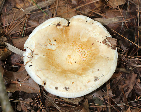 Deceptive Milky - Lactifluus deceptivus Cap sizes ranged from 8-18 cm wide! They were white with depressed, vase-shaped caps. The caps had some brown discoloration/patches. The margins were inrolled. Gills were attached, close/crowded, white, and had frequent short gills. The stem was white with brown discoloration. The milk was white.

 Habitat: Growing singly or in clusters on the ground in a mixed forest with mostly oak, pine, and eastern hemlock. 
https://www.jungledragon.com/image/65244/deceptive_milky_-_lactifluus_deceptivus.html
https://www.jungledragon.com/image/65242/deceptive_milky_-_lactifluus_deceptivus.html
 Deceptive Milky,Geotagged,Lactifluus deceptivus,Summer,United States,fungus,lactarius deceptivus,milky cap,mushroom