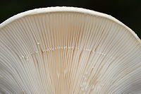 Deceptive Milky - Lactifluus deceptivus Cap sizes ranged from 8-18 cm wide! They were white with depressed, vase-shaped caps. The caps had some brown discoloration/patches. The margins were inrolled. Gills were attached, close/crowded, white, and had frequent short gills. The stem was white with brown discoloration. The milk was white.<br />
<br />
 Habitat: Growing singly or in clusters on the ground in a mixed forest with mostly oak, pine, and eastern hemlock.<br />
https://www.jungledragon.com/image/65242/deceptive_milky_-_lactifluus_deceptivus.html<br />
https://www.jungledragon.com/image/65243/deceptive_milky_-_lactifluus_deceptivus.html <br />
 Deceptive Milky,Geotagged,Lactifluus deceptivus,Summer,United States,fungus,lactarius deceptivus,milky cap,mushroom