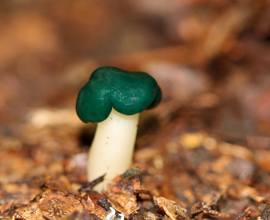 Chicken Lips - Leotia viscosa The cap was green, convoluted, and very slimy. The stipe was pale yellow, gelatinous, and had little green dots near the apex.<br />
<br />
 Habitat: Growing on the ground in a pile of rotting wood in a mixed forest.<br />
<figure class="photo"><a href="https://www.jungledragon.com/image/65313/chicken_lips_-_leotia_viscosa.html" title="Chicken Lips - Leotia viscosa"><img src="https://s3.amazonaws.com/media.jungledragon.com/images/3232/65313_thumb.jpg?AWSAccessKeyId=05GMT0V3GWVNE7GGM1R2&Expires=1759968010&Signature=%2BqMPNzShBArb3k%2FwXC%2BKtmpX4a8%3D" width="130" height="152" alt="Chicken Lips - Leotia viscosa The cap was green, convoluted, and very slimy. The stipe was pale yellow, gelatinous, and had little green dots near the apex.<br />
<br />
 Habitat: Growing on the ground in a pile of rotting wood in a mixed forest.<br />
https://www.jungledragon.com/image/65312/chicken_lips_-_leotia_viscosa.html<br />
 Chicken lips,Geotagged,Leotia viscosa,Summer,United States,fungus,jelly baby,leotia,mushroom" /></a></figure><br />
 Chicken Lips,Chicken lips,Geotagged,Leotia viscosa,Summer,United States,fungus,jelly baby,leotia,mushroom