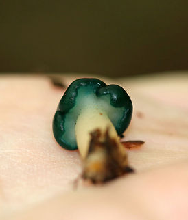 Chicken Lips - Leotia viscosa The cap was green, convoluted, and very slimy. The stipe was pale yellow, gelatinous, and had little green dots near the apex.

 Habitat: Growing on the ground in a pile of rotting wood in a mixed forest.
https://www.jungledragon.com/image/65312/chicken_lips_-_leotia_viscosa.html
 Chicken lips,Geotagged,Leotia viscosa,Summer,United States,fungus,jelly baby,leotia,mushroom