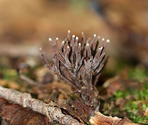 Thelephora anthocephala Fruiting bodies were branching structures that were 3-4 cm high, and consisted of numerous branches arising from shared basal branches. They were somewhat flattened and brownish-gray with pale gray apices.

Habitat: Growing among moss and tree roots in a mixed forest. Thelephora,Thelephora anthocephala,fungus,mushroom