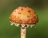 Hemistropharia albocrenulata Hemistropharia albocrenulata is the only species in the genus Hemistropharia. It closely resembles Pholiota sp., which I initially thought it was.<br />
<br />
It had a beautiful, sticky, tan cap with darker scales and a shaggy margin. The stipe was also very shaggy. The gills leaked red liquid. <br />
<br />
Habitat: Growing at the base of an eastern hemlock snag in a mixed, swampy forest.<br />
https://www.jungledragon.com/image/65316/hemistropharia_albocrenulata.html<br />
https://www.jungledragon.com/image/65317/hemistropharia_albocrenulata.html Geotagged,Hemistropharia,Hemistropharia albocrenulata,Summer,United States,fungus,mushroom