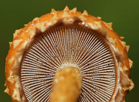Hemistropharia albocrenulata Hemistropharia albocrenulata is the only species in the genus Hemistropharia. It closely resembles Pholiota sp., which I initially thought it was.

 It had a beautiful, sticky, tan cap with darker scales and a shaggy margin. The stipe was also very shaggy. The gills leaked red liquid. 

 Habitat: Growing at the base of an eastern hemlock snag in a mixed, swampy forest. 
https://www.jungledragon.com/image/65315/hemistropharia_albocrenulata.html
https://www.jungledragon.com/image/65317/hemistropharia_albocrenulata.html
 Geotagged,Hemistropharia,Hemistropharia albocrenulata,Summer,United States,fungus,mushroom