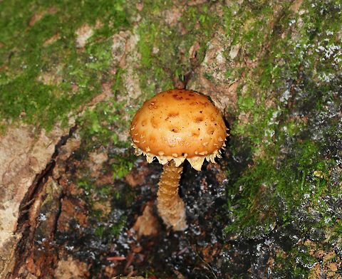 Hemistropharia albocrenulata Hemistropharia albocrenulata is the only species in the genus Hemistropharia. It closely resembles Pholiota sp., which I initially thought it was.

 It had a beautiful, sticky, tan cap with darker scales and a shaggy margin. The stipe was also very shaggy. The gills leaked red liquid. 

 Habitat: Growing at the base of an eastern hemlock snag in a mixed, swampy forest. 
https://www.jungledragon.com/image/65315/hemistropharia_albocrenulata.html
https://www.jungledragon.com/image/65316/hemistropharia_albocrenulata.html
 Geotagged,Hemistropharia,Hemistropharia albocrenulata,Summer,United States,fungus,mushroom