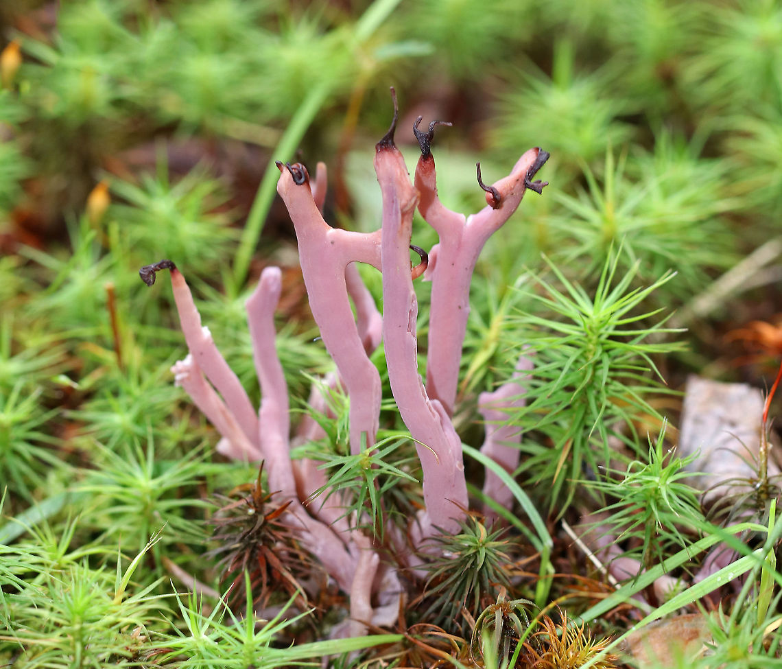 Violet Coral - Clavaria zollingeri Colors ranged from vibrant purple to light pinkish purple to brownish purple. They were growing individually in small clusters in the moss in a small meadow on the edge of a mixed forest. They did not have a shared base and did not branch much.<br />
<figure class="photo"><a href="https://www.jungledragon.com/image/65320/violet_coral_-_clavaria_zollingeri.html" title="Violet Coral - Clavaria zollingeri"><img src="https://s3.amazonaws.com/media.jungledragon.com/images/3232/65320_thumb.jpg?AWSAccessKeyId=05GMT0V3GWVNE7GGM1R2&Expires=1759968010&Signature=Tx9vNb8SRJ0BOkM0IiWhwRpWlP8%3D" width="120" height="152" alt="Violet Coral - Clavaria zollingeri Colors ranged from vibrant purple to light pinkish purple to brownish purple. They were growing individually in small clusters in the moss in a small meadow on the edge of a mixed forest. They did not have a shared base and did not branch much. <br />
<br />
https://www.jungledragon.com/image/65318/violet_coral_-_clavaria_zollingeri.html<br />
https://www.jungledragon.com/image/65319/violet_coral_-_clavaria_zollingeri.html Clavaria zollingeri,Geotagged,Summer,United States,Violet Coral,clavaria,coral fungus,purple" /></a></figure><br />
<figure class="photo"><a href="https://www.jungledragon.com/image/65319/violet_coral_-_clavaria_zollingeri.html" title="Violet Coral - Clavaria zollingeri"><img src="https://s3.amazonaws.com/media.jungledragon.com/images/3232/65319_thumb.jpg?AWSAccessKeyId=05GMT0V3GWVNE7GGM1R2&Expires=1759968010&Signature=hU01IXDMc%2Bo5z5HiGTamaOvGRZE%3D" width="200" height="162" alt="Violet Coral - Clavaria zollingeri Colors ranged from vibrant purple to light pinkish purple to brownish purple. They were growing individually in small clusters in the moss in a small meadow on the edge of a mixed forest. They did not have a shared base and did not branch much. <br />
https://www.jungledragon.com/image/65318/violet_coral_-_clavaria_zollingeri.html<br />
https://www.jungledragon.com/image/65320/violet_coral_-_clavaria_zollingeri.html<br />
 Clavaria zollingeri,Geotagged,Summer,United States,Violet Coral,clavaria,coral fungus,purple" /></a></figure> Clavaria zollingeri,Geotagged,Summer,United States,Violet Coral,clavaria,coral fungus