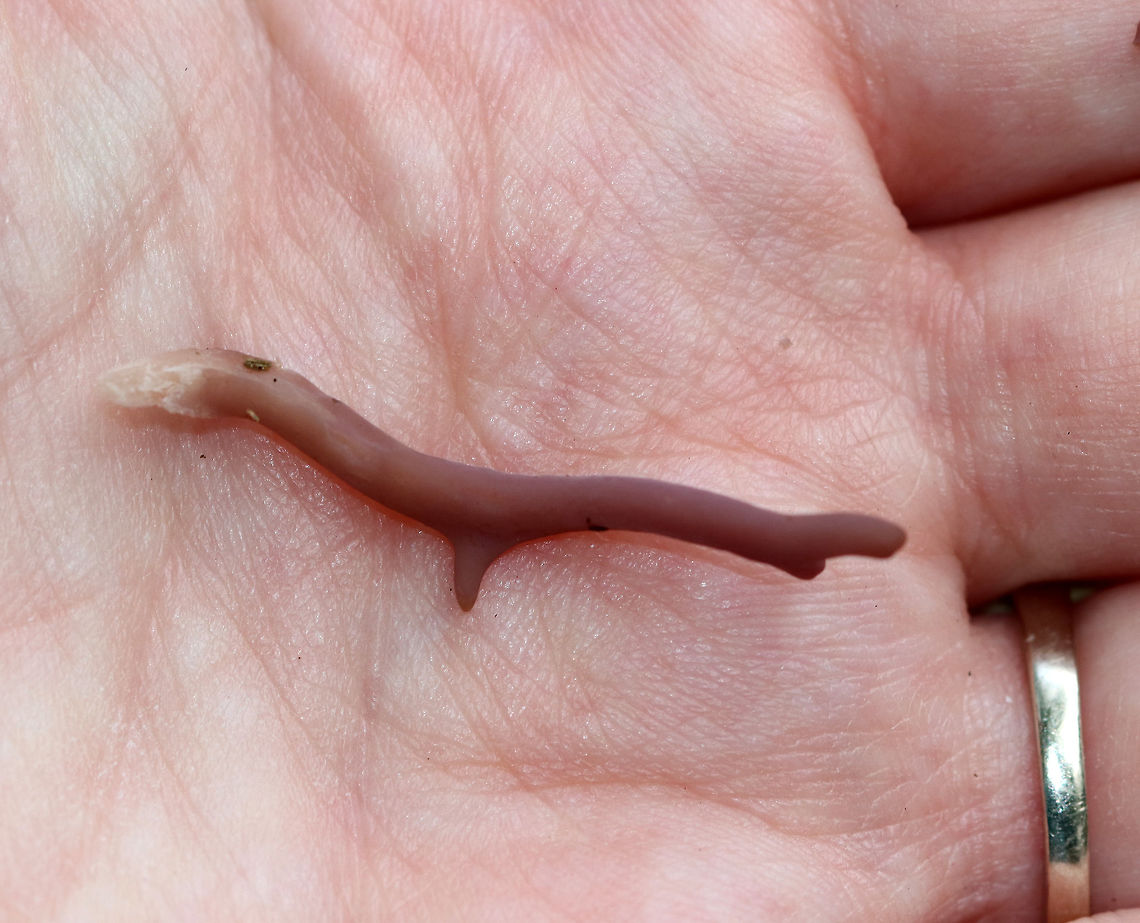 Violet Coral - Clavaria zollingeri Colors ranged from vibrant purple to light pinkish purple to brownish purple. They were growing individually in small clusters in the moss in a small meadow on the edge of a mixed forest. They did not have a shared base and did not branch much. <br />
<figure class="photo"><a href="https://www.jungledragon.com/image/65318/violet_coral_-_clavaria_zollingeri.html" title="Violet Coral - Clavaria zollingeri"><img src="https://s3.amazonaws.com/media.jungledragon.com/images/3232/65318_thumb.jpg?AWSAccessKeyId=05GMT0V3GWVNE7GGM1R2&Expires=1767225610&Signature=lmCt3BQXjtIiEk2LL%2FycPhaPKa4%3D" width="200" height="172" alt="Violet Coral - Clavaria zollingeri Colors ranged from vibrant purple to light pinkish purple to brownish purple. They were growing individually in small clusters in the moss in a small meadow on the edge of a mixed forest. They did not have a shared base and did not branch much.<br />
https://www.jungledragon.com/image/65320/violet_coral_-_clavaria_zollingeri.html<br />
https://www.jungledragon.com/image/65319/violet_coral_-_clavaria_zollingeri.html Clavaria zollingeri,Geotagged,Summer,United States,Violet Coral,clavaria,coral fungus" /></a></figure><br />
<figure class="photo"><a href="https://www.jungledragon.com/image/65320/violet_coral_-_clavaria_zollingeri.html" title="Violet Coral - Clavaria zollingeri"><img src="https://s3.amazonaws.com/media.jungledragon.com/images/3232/65320_thumb.jpg?AWSAccessKeyId=05GMT0V3GWVNE7GGM1R2&Expires=1767225610&Signature=TFQmzcojztT%2FHy14AS2mIO23F4g%3D" width="120" height="152" alt="Violet Coral - Clavaria zollingeri Colors ranged from vibrant purple to light pinkish purple to brownish purple. They were growing individually in small clusters in the moss in a small meadow on the edge of a mixed forest. They did not have a shared base and did not branch much. <br />
<br />
https://www.jungledragon.com/image/65318/violet_coral_-_clavaria_zollingeri.html<br />
https://www.jungledragon.com/image/65319/violet_coral_-_clavaria_zollingeri.html Clavaria zollingeri,Geotagged,Summer,United States,Violet Coral,clavaria,coral fungus,purple" /></a></figure><br />
 Clavaria zollingeri,Geotagged,Summer,United States,Violet Coral,clavaria,coral fungus,purple