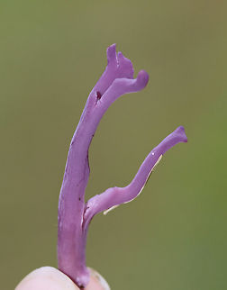 Violet Coral - Clavaria zollingeri Colors ranged from vibrant purple to light pinkish purple to brownish purple. They were growing individually in small clusters in the moss in a small meadow on the edge of a mixed forest. They did not have a shared base and did not branch much. 

https://www.jungledragon.com/image/65318/violet_coral_-_clavaria_zollingeri.html
https://www.jungledragon.com/image/65319/violet_coral_-_clavaria_zollingeri.html Clavaria zollingeri,Geotagged,Summer,United States,Violet Coral,clavaria,coral fungus,purple