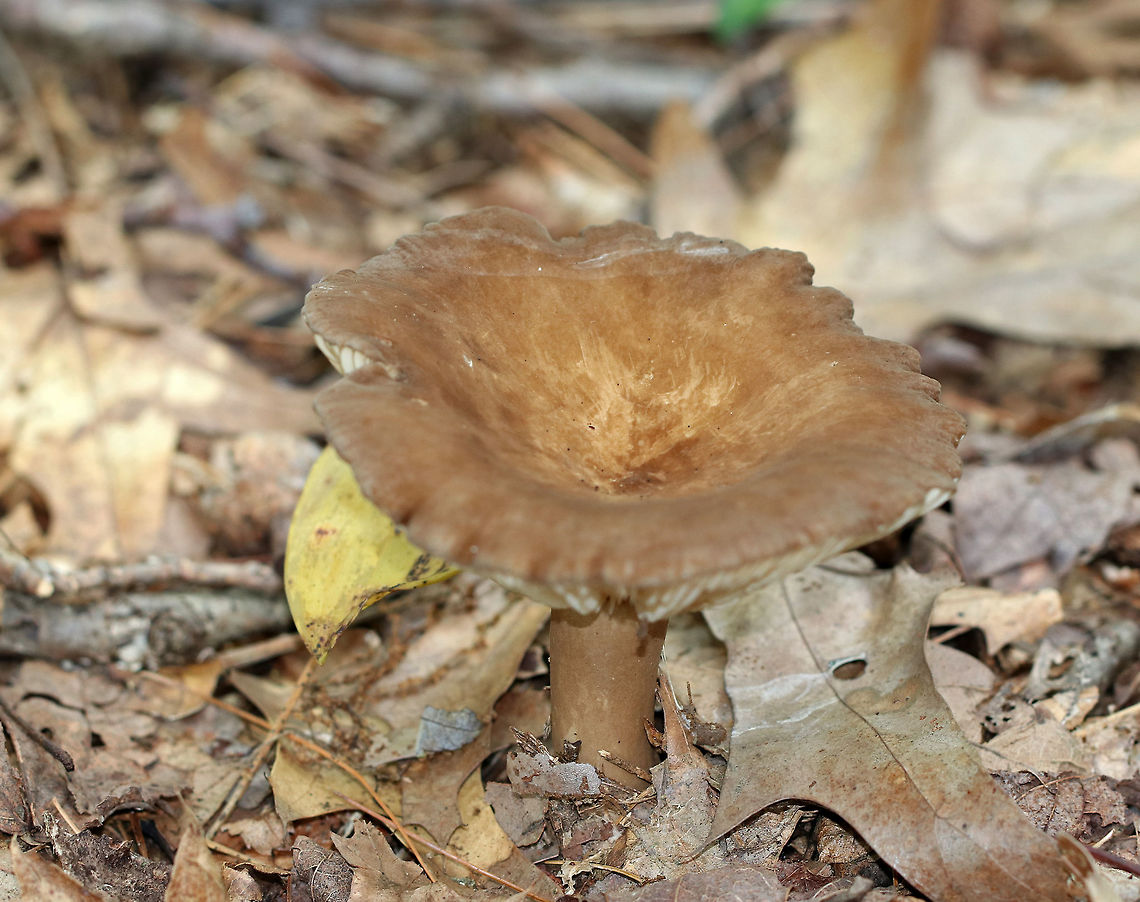 Lactarius lignyotus var. canadensis Brown cap, cream gills, and a brownish stipe with white basal mycelium. The gills leaked white milk. <br />
<br />
Habitat: Growing on the ground in a mixed, swampy forest with mostly pine, oak, and eastern hemlock. Geotagged,Lactarius lignyotus,Lactarius lignyotus var. canadensis,Summer,United States,fungus,lactarius,milk cap,milkcap,milky cap,mushroom