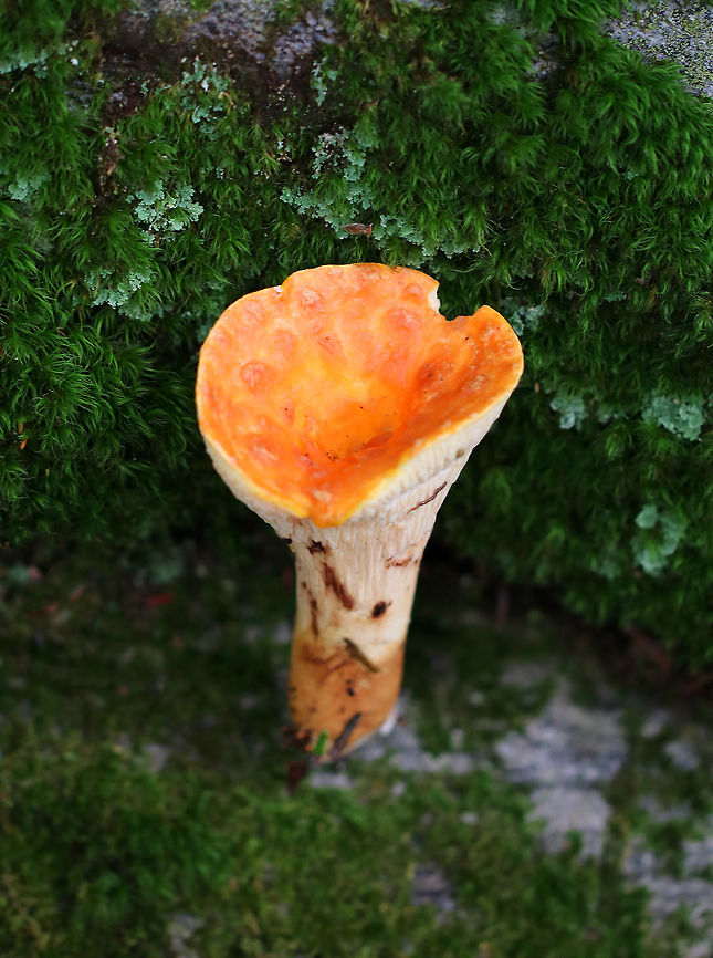 Woolly chanterelle - Turbinellus floccosus Vase-shaped mushrooms with scaly, orange caps. The outer surface was wrinkled and cream-colored. They ranged in size from 4-7 cm tall.<br />
<br />
Habitat: Growing on the ground in a mostly coniferous forest.<br />
<figure class="photo"><a href="https://www.jungledragon.com/image/65323/woolly_chanterelle_-_turbinellus_floccosus.html" title="Woolly chanterelle - Turbinellus floccosus"><img src="https://s3.amazonaws.com/media.jungledragon.com/images/3232/65323_thumb.jpg?AWSAccessKeyId=05GMT0V3GWVNE7GGM1R2&Expires=1759968010&Signature=zRcAKXHK7LrIcxG7jVhkqlMy49g%3D" width="200" height="164" alt="Woolly chanterelle - Turbinellus floccosus Vase-shaped mushrooms with scaly, orange caps. The outer surface was wrinkled and cream-colored. They ranged in size from 4-7 cm tall.<br />
<br />
 Habitat: Growing on the ground in a mostly coniferous forest.<br />
https://www.jungledragon.com/image/65322/woolly_chanterelle_-_turbinellus_floccosus.html Turbinellus floccosus,Woolly chanterelle,chanterelle,fungus,mushroom,orange" /></a></figure><br />
 Geotagged,Summer,Turbinellus floccosus,United States,Woolly chanterelle,chanterelle,fungus,mushroom