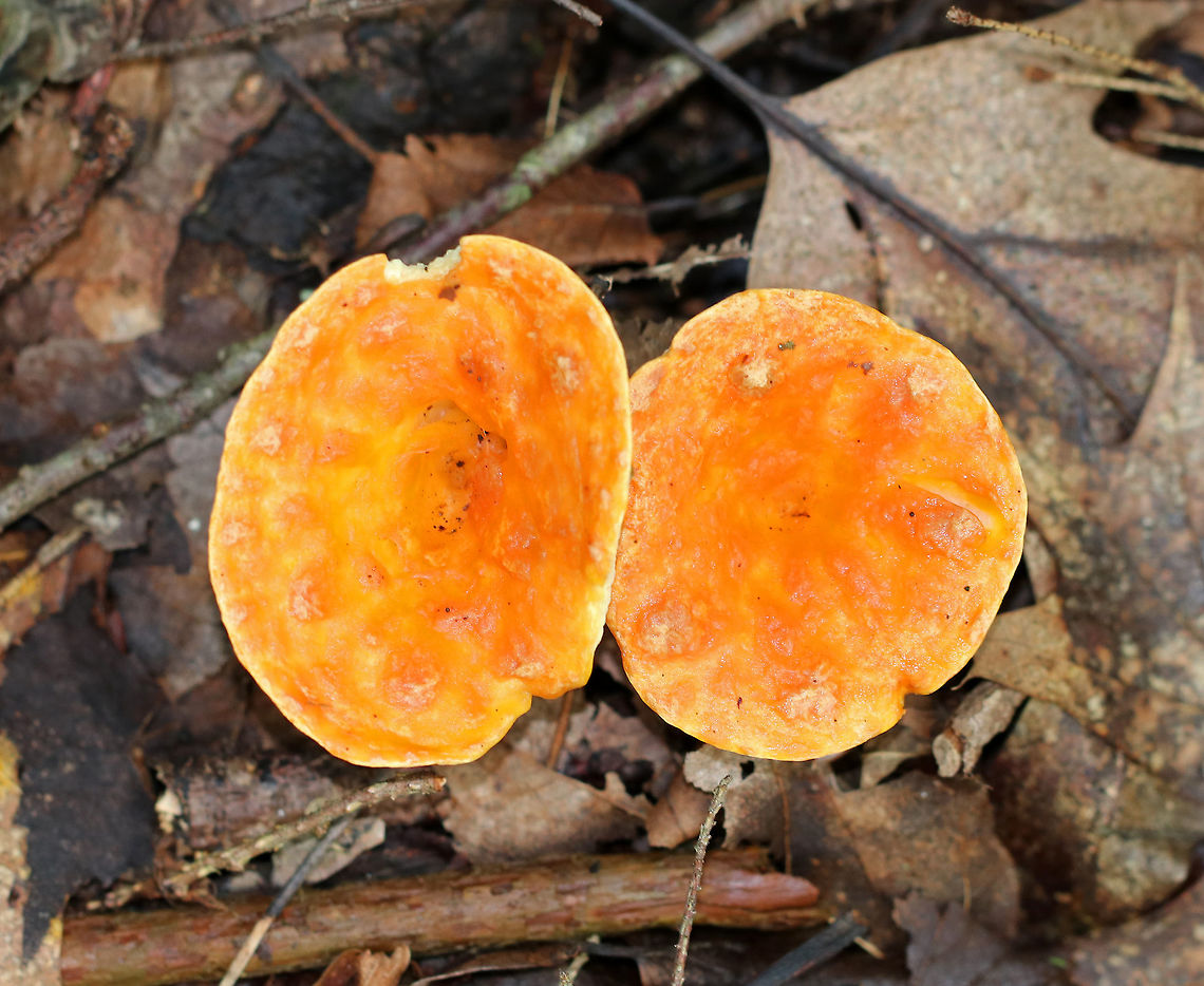 Woolly chanterelle - Turbinellus floccosus Vase-shaped mushrooms with scaly, orange caps. The outer surface was wrinkled and cream-colored. They ranged in size from 4-7 cm tall.<br />
<br />
 Habitat: Growing on the ground in a mostly coniferous forest.<br />
<figure class="photo"><a href="https://www.jungledragon.com/image/65322/woolly_chanterelle_-_turbinellus_floccosus.html" title="Woolly chanterelle - Turbinellus floccosus"><img src="https://s3.amazonaws.com/media.jungledragon.com/images/3232/65322_thumb.jpg?AWSAccessKeyId=05GMT0V3GWVNE7GGM1R2&Expires=1759968010&Signature=Gcrne7Hbrirj3qpjhZn2sYpIExo%3D" width="114" height="152" alt="Woolly chanterelle - Turbinellus floccosus Vase-shaped mushrooms with scaly, orange caps. The outer surface was wrinkled and cream-colored. They ranged in size from 4-7 cm tall.<br />
<br />
Habitat: Growing on the ground in a mostly coniferous forest.<br />
https://www.jungledragon.com/image/65323/woolly_chanterelle_-_turbinellus_floccosus.html<br />
 Geotagged,Summer,Turbinellus floccosus,United States,Woolly chanterelle,chanterelle,fungus,mushroom" /></a></figure> Turbinellus floccosus,Woolly chanterelle,chanterelle,fungus,mushroom,orange