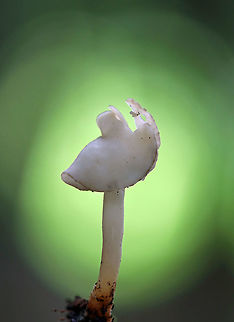 Flexible Helvella - Helvella elastica I have no idea why there is a green halo around this mushroom?! But, I like it!

This mushroom had a white, fragile, saddle-shaped cap with a smooth, white stipe. 

Habitat: Growing on the ground in a small cluster in a swampy, mixed forest. Flexible Helvella,Geotagged,Helvella elastica,Summer,United States,elfin saddle,fungus,helvella,mushroom