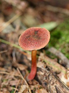 Red-cracked Bolete - Xerocomellus chrysenteron Brick red cap that was very dry and cracked. Yellow, spongy pores bruised blue. Stem was streaky reddish yellow and was long and curved. 

Habitat: It was growing (at the base of an oak) on the ground in a mixed forest with oak, hemlock, and pine.
https://www.jungledragon.com/image/65345/red-cracked_bolete_-_xerocomellus_chrysenteron.html
https://www.jungledragon.com/image/65346/red-cracked_bolete_-_xerocomellus_chrysenteron.html Geotagged,Red-cracked Bolete,Summer,United States,Xerocomellus,Xerocomellus chrysenteron,bolete,boletus chrysenteron,fungus,mushroom