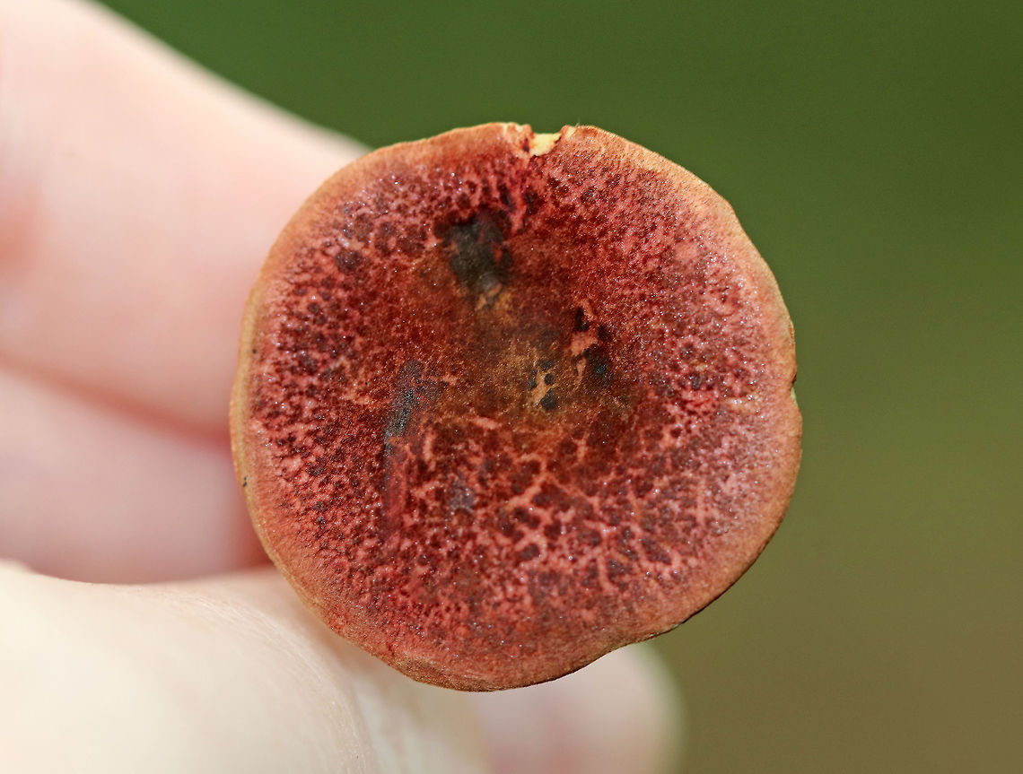 Red-cracked Bolete - Xerocomellus chrysenteron Brick red cap that was very dry and cracked. Yellow, spongy pores bruised blue. Stem was streaky reddish yellow and was long and curved. <br />
<br />
Habitat: It was growing (at the base of an oak) on the ground in a mixed forest with oak, hemlock, and pine. <br />
<figure class="photo"><a href="https://www.jungledragon.com/image/65346/red-cracked_bolete_-_xerocomellus_chrysenteron.html" title="Red-cracked Bolete - Xerocomellus chrysenteron"><img src="https://s3.amazonaws.com/media.jungledragon.com/images/3232/65346_thumb.jpg?AWSAccessKeyId=05GMT0V3GWVNE7GGM1R2&Expires=1759968010&Signature=y4vWvAVKE6TbnQo79biBhsCwokA%3D" width="124" height="152" alt="Red-cracked Bolete - Xerocomellus chrysenteron Brick red cap that was very dry and cracked. Yellow, spongy pores bruised blue. Stem was streaky reddish yellow and was long and curved. <br />
<br />
Habitat: It was growing (at the base of an oak) on the ground in a mixed forest with oak, hemlock, and pine. <br />
https://www.jungledragon.com/image/65344/red-cracked_bolete_-_xerocomellus_chrysenteron.html<br />
https://www.jungledragon.com/image/65345/red-cracked_bolete_-_xerocomellus_chrysenteron.html<br />
Geotagged,Summer,United States,Xerocomellus chrysenteron,bolete,boletus chrysenteron,fungus,mushroom" /></a></figure><br />
<figure class="photo"><a href="https://www.jungledragon.com/image/65344/red-cracked_bolete_-_xerocomellus_chrysenteron.html" title="Red-cracked Bolete - Xerocomellus chrysenteron"><img src="https://s3.amazonaws.com/media.jungledragon.com/images/3232/65344_thumb.jpg?AWSAccessKeyId=05GMT0V3GWVNE7GGM1R2&Expires=1759968010&Signature=%2Bo8EgDxNQl7WxdyoV0%2Fs2JPczu8%3D" width="114" height="152" alt="Red-cracked Bolete - Xerocomellus chrysenteron Brick red cap that was very dry and cracked. Yellow, spongy pores bruised blue. Stem was streaky reddish yellow and was long and curved. <br />
<br />
Habitat: It was growing (at the base of an oak) on the ground in a mixed forest with oak, hemlock, and pine.<br />
https://www.jungledragon.com/image/65345/red-cracked_bolete_-_xerocomellus_chrysenteron.html<br />
https://www.jungledragon.com/image/65346/red-cracked_bolete_-_xerocomellus_chrysenteron.html Geotagged,Red-cracked Bolete,Summer,United States,Xerocomellus,Xerocomellus chrysenteron,bolete,boletus chrysenteron,fungus,mushroom" /></a></figure><br />
Geotagged,Red-cracked Bolete,Summer,United States,Xerocomellus chrysenteron,bolete,boletus chrysenteron,fungus,mushroom
