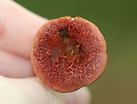 Red-cracked Bolete - Xerocomellus chrysenteron Brick red cap that was very dry and cracked. Yellow, spongy pores bruised blue. Stem was streaky reddish yellow and was long and curved. <br />
<br />
 Habitat: It was growing (at the base of an oak) on the ground in a mixed forest with oak, hemlock, and pine. <br />
https://www.jungledragon.com/image/65346/red-cracked_bolete_-_xerocomellus_chrysenteron.html<br />
https://www.jungledragon.com/image/65344/red-cracked_bolete_-_xerocomellus_chrysenteron.html<br />
 Geotagged,Red-cracked Bolete,Summer,United States,Xerocomellus chrysenteron,bolete,boletus chrysenteron,fungus,mushroom
