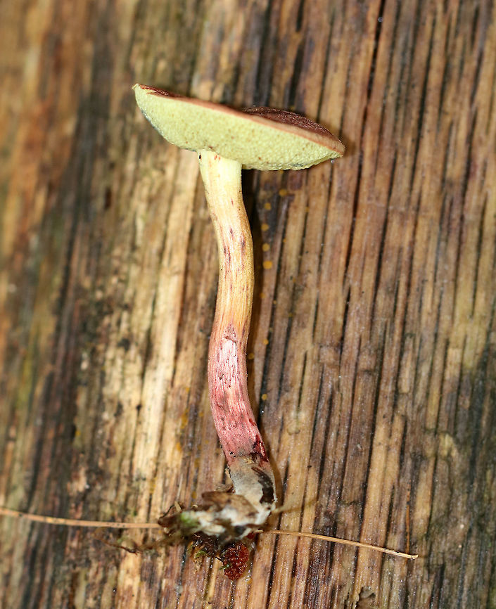 Red-cracked Bolete - Xerocomellus chrysenteron Brick red cap that was very dry and cracked. Yellow, spongy pores bruised blue. Stem was streaky reddish yellow and was long and curved. <br />
<br />
 Habitat: It was growing (at the base of an oak) on the ground in a mixed forest with oak, hemlock, and pine. <br />
<figure class="photo"><a href="https://www.jungledragon.com/image/65344/red-cracked_bolete_-_xerocomellus_chrysenteron.html" title="Red-cracked Bolete - Xerocomellus chrysenteron"><img src="https://s3.amazonaws.com/media.jungledragon.com/images/3232/65344_thumb.jpg?AWSAccessKeyId=05GMT0V3GWVNE7GGM1R2&Expires=1759968010&Signature=%2Bo8EgDxNQl7WxdyoV0%2Fs2JPczu8%3D" width="114" height="152" alt="Red-cracked Bolete - Xerocomellus chrysenteron Brick red cap that was very dry and cracked. Yellow, spongy pores bruised blue. Stem was streaky reddish yellow and was long and curved. <br />
<br />
Habitat: It was growing (at the base of an oak) on the ground in a mixed forest with oak, hemlock, and pine.<br />
https://www.jungledragon.com/image/65345/red-cracked_bolete_-_xerocomellus_chrysenteron.html<br />
https://www.jungledragon.com/image/65346/red-cracked_bolete_-_xerocomellus_chrysenteron.html Geotagged,Red-cracked Bolete,Summer,United States,Xerocomellus,Xerocomellus chrysenteron,bolete,boletus chrysenteron,fungus,mushroom" /></a></figure><br />
<figure class="photo"><a href="https://www.jungledragon.com/image/65345/red-cracked_bolete_-_xerocomellus_chrysenteron.html" title="Red-cracked Bolete - Xerocomellus chrysenteron"><img src="https://s3.amazonaws.com/media.jungledragon.com/images/3232/65345_thumb.jpg?AWSAccessKeyId=05GMT0V3GWVNE7GGM1R2&Expires=1759968010&Signature=0f40uoangv6iqHJHNsI5RmRko8s%3D" width="200" height="152" alt="Red-cracked Bolete - Xerocomellus chrysenteron Brick red cap that was very dry and cracked. Yellow, spongy pores bruised blue. Stem was streaky reddish yellow and was long and curved. <br />
<br />
 Habitat: It was growing (at the base of an oak) on the ground in a mixed forest with oak, hemlock, and pine. <br />
https://www.jungledragon.com/image/65346/red-cracked_bolete_-_xerocomellus_chrysenteron.html<br />
https://www.jungledragon.com/image/65344/red-cracked_bolete_-_xerocomellus_chrysenteron.html<br />
 Geotagged,Red-cracked Bolete,Summer,United States,Xerocomellus chrysenteron,bolete,boletus chrysenteron,fungus,mushroom" /></a></figure><br />
 Geotagged,Summer,United States,Xerocomellus chrysenteron,bolete,boletus chrysenteron,fungus,mushroom