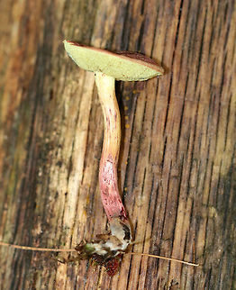 Red-cracked Bolete - Xerocomellus chrysenteron Brick red cap that was very dry and cracked. Yellow, spongy pores bruised blue. Stem was streaky reddish yellow and was long and curved. 

 Habitat: It was growing (at the base of an oak) on the ground in a mixed forest with oak, hemlock, and pine. 
https://www.jungledragon.com/image/65344/red-cracked_bolete_-_xerocomellus_chrysenteron.html
https://www.jungledragon.com/image/65345/red-cracked_bolete_-_xerocomellus_chrysenteron.html
 Geotagged,Summer,United States,Xerocomellus chrysenteron,bolete,boletus chrysenteron,fungus,mushroom