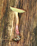 Red-cracked Bolete - Xerocomellus chrysenteron Brick red cap that was very dry and cracked. Yellow, spongy pores bruised blue. Stem was streaky reddish yellow and was long and curved. <br />
<br />
 Habitat: It was growing (at the base of an oak) on the ground in a mixed forest with oak, hemlock, and pine. <br />
https://www.jungledragon.com/image/65344/red-cracked_bolete_-_xerocomellus_chrysenteron.html<br />
https://www.jungledragon.com/image/65345/red-cracked_bolete_-_xerocomellus_chrysenteron.html<br />
 Geotagged,Summer,United States,Xerocomellus chrysenteron,bolete,boletus chrysenteron,fungus,mushroom