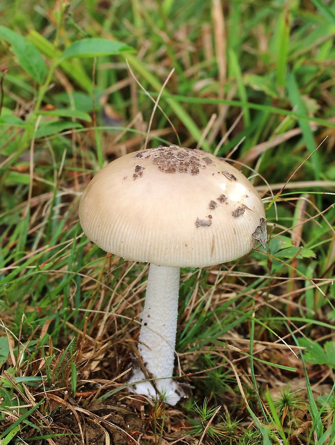 Amanita ceciliae group Dull tan cap with striate margin and dark brown patches in the center. The gills were cream/white, crowded, and short gills frequent. White stipe. There might have been more of a bulb, but it was stuck in the ground.<br />
<br />
Habitat: Growing on the ground in a meadow that was along the edge of a mixed forest.<br />
 Amanita ceciliae,Amanita ceciliae group,Geotagged,Summer,United States,amanita,fungus,mushroom