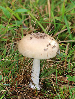 Amanita ceciliae group Dull tan cap with striate margin and dark brown patches in the center. The gills were cream/white, crowded, and short gills frequent. White stipe. There might have been more of a bulb, but it was stuck in the ground.

Habitat: Growing on the ground in a meadow that was along the edge of a mixed forest.
 Amanita ceciliae,Amanita ceciliae group,Geotagged,Summer,United States,amanita,fungus,mushroom