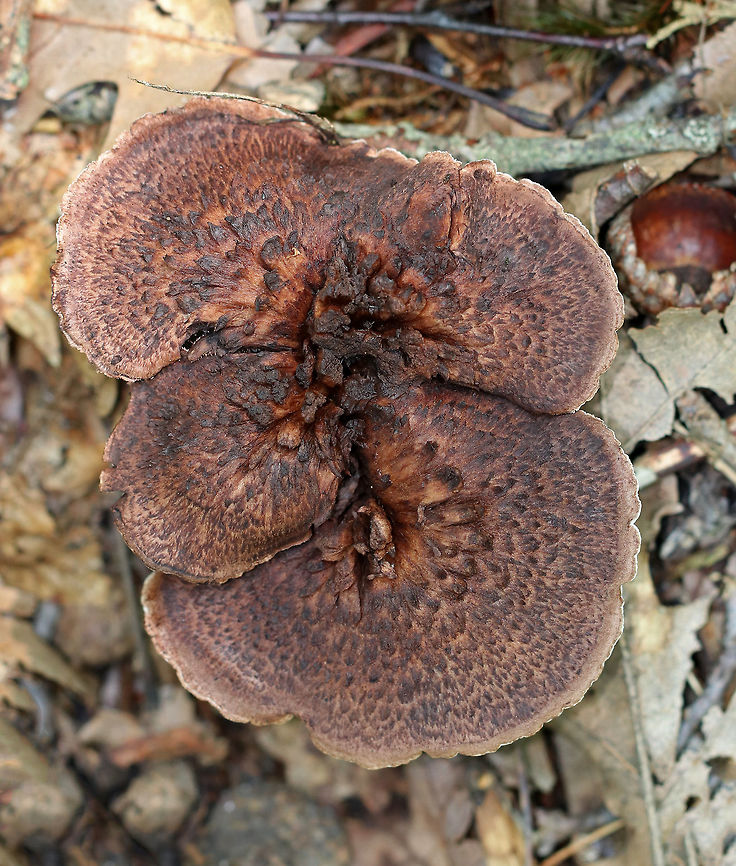 Bitter Tooth Fungus - Sarcodon scabrosus These mushrooms were growing throughout a mixed forest. The caps were 5 - 10 cm wide with a central depression. They were dry with scales and were reddish brown to purplish brown in color. The spines were tan and decurrent. The stipe was brown with a greenish blue base. <br />
<br />
Habitat: Growing on the ground under an oak tree in a mixed, swampy forest. <br />
<figure class="photo"><a href="https://www.jungledragon.com/image/65349/bitter_tooth_fungus_-_sarcodon_scabrosus.html" title="Bitter Tooth Fungus - Sarcodon scabrosus"><img src="https://s3.amazonaws.com/media.jungledragon.com/images/3232/65349_thumb.jpg?AWSAccessKeyId=05GMT0V3GWVNE7GGM1R2&Expires=1759968010&Signature=sm1DaeAcISULhY1m5OiM4A0UAxY%3D" width="110" height="152" alt="Bitter Tooth Fungus - Sarcodon scabrosus These mushrooms were growing throughout a mixed forest. The caps were 5 - 10 cm wide with a central depression. They were dry with scales and were reddish brown to purplish brown in color. The spines were tan and decurrent. The stipe was brown with a greenish blue base. <br />
<br />
Habitat: Growing on the ground under an oak tree in a mixed, swampy forest. <br />
https://www.jungledragon.com/image/65348/bitter_tooth_fungus_-_sarcodon_scabrosus.html<br />
Bitter Tooth Fungus,Geotagged,Sarcodon scabrosus,Summer,United States,fungus,mushroom,sarcodon" /></a></figure> Bitter Tooth Fungus,Geotagged,Sarcodon scabrosus,Summer,United States,fungus,mushroom,sarcodon