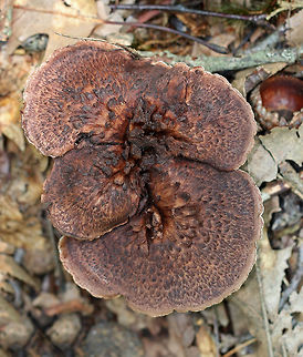 Bitter Tooth Fungus - Sarcodon scabrosus These mushrooms were growing throughout a mixed forest. The caps were 5 - 10 cm wide with a central depression. They were dry with scales and were reddish brown to purplish brown in color. The spines were tan and decurrent. The stipe was brown with a greenish blue base. 

Habitat: Growing on the ground under an oak tree in a mixed, swampy forest. 
https://www.jungledragon.com/image/65349/bitter_tooth_fungus_-_sarcodon_scabrosus.html Bitter Tooth Fungus,Geotagged,Sarcodon scabrosus,Summer,United States,fungus,mushroom,sarcodon