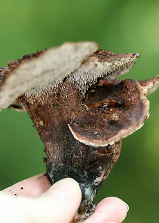 Bitter Tooth Fungus - Sarcodon scabrosus These mushrooms were growing throughout a mixed forest. The caps were 5 - 10 cm wide with a central depression. They were dry with scales and were reddish brown to purplish brown in color. The spines were tan and decurrent. The stipe was brown with a greenish blue base. 

 Habitat: Growing on the ground under an oak tree in a mixed, swampy forest. 
https://www.jungledragon.com/image/65348/bitter_tooth_fungus_-_sarcodon_scabrosus.html
 Bitter Tooth Fungus,Geotagged,Sarcodon scabrosus,Summer,United States,fungus,mushroom,sarcodon