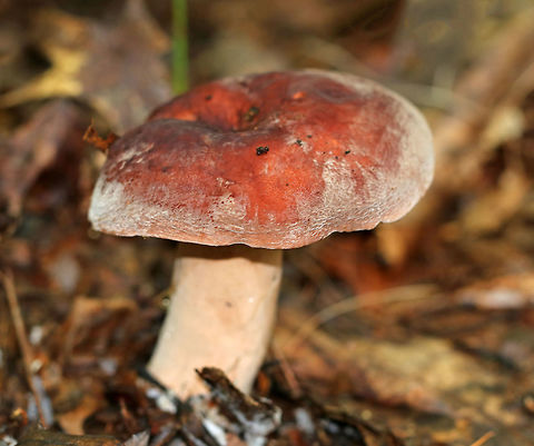 Corrugated-cap milky - Lactifluus corrugis Red cap, pink stem, and gills that leaked a LOT of clear liquid. 

Habitat: Growing on the ground in a mixed forest with lots of oak, birch, hemlock, and pine.
https://www.jungledragon.com/image/65351/corrugated-cap_milky_-_lactifluus_corrugis.html Corrugated-cap milky,Geotagged,Lactifluus corrugis,Summer,United States,fungus,lactifluus,milkcap,milky cap,mushroom
