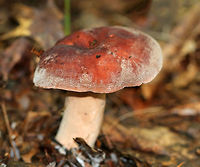 Corrugated-cap milky - Lactifluus corrugis Red cap, pink stem, and gills that leaked a LOT of clear liquid. <br />
<br />
Habitat: Growing on the ground in a mixed forest with lots of oak, birch, hemlock, and pine.<br />
https://www.jungledragon.com/image/65351/corrugated-cap_milky_-_lactifluus_corrugis.html Corrugated-cap milky,Geotagged,Lactifluus corrugis,Summer,United States,fungus,lactifluus,milkcap,milky cap,mushroom