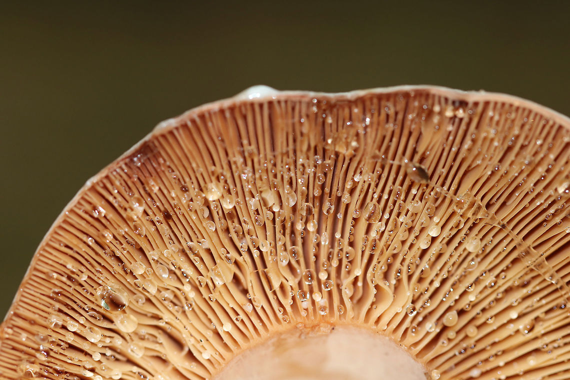 Corrugated-cap milky - Lactifluus corrugis Red cap, pink stem, and gills that leaked a LOT of clear liquid. <br />
<br />
 Habitat: Growing on the ground in a mixed forest with lots of oak, birch, hemlock, and pine. <br />
<figure class="photo"><a href="https://www.jungledragon.com/image/65350/corrugated-cap_milky_-_lactifluus_corrugis.html" title="Corrugated-cap milky - Lactifluus corrugis"><img src="https://s3.amazonaws.com/media.jungledragon.com/images/3232/65350_thumb.jpg?AWSAccessKeyId=05GMT0V3GWVNE7GGM1R2&Expires=1767225610&Signature=HvpDNPVqHjjJ1cBM4oUaGTlJTzw%3D" width="200" height="168" alt="Corrugated-cap milky - Lactifluus corrugis Red cap, pink stem, and gills that leaked a LOT of clear liquid. <br />
<br />
Habitat: Growing on the ground in a mixed forest with lots of oak, birch, hemlock, and pine.<br />
https://www.jungledragon.com/image/65351/corrugated-cap_milky_-_lactifluus_corrugis.html Corrugated-cap milky,Geotagged,Lactifluus corrugis,Summer,United States,fungus,lactifluus,milkcap,milky cap,mushroom" /></a></figure><br />
 Corrugated-cap milky,Geotagged,Lactifluus corrugis,Summer,United States,fungus,lactifluus,milkcap,milky cap,mushroom