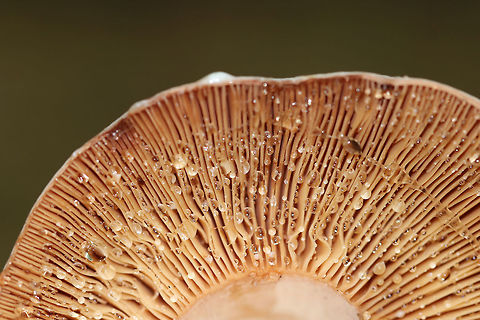 Corrugated-cap milky - Lactifluus corrugis Red cap, pink stem, and gills that leaked a LOT of clear liquid. 

 Habitat: Growing on the ground in a mixed forest with lots of oak, birch, hemlock, and pine. 
https://www.jungledragon.com/image/65350/corrugated-cap_milky_-_lactifluus_corrugis.html
 Corrugated-cap milky,Geotagged,Lactifluus corrugis,Summer,United States,fungus,lactifluus,milkcap,milky cap,mushroom