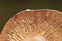 Corrugated-cap milky - Lactifluus corrugis Red cap, pink stem, and gills that leaked a LOT of clear liquid. <br />
<br />
Habitat: Growing on the ground in a mixed forest with lots of oak, birch, hemlock, and pine. <br />
https://www.jungledragon.com/image/65350/corrugated-cap_milky_-_lactifluus_corrugis.html<br />
Corrugated-cap milky,Geotagged,Lactifluus corrugis,Summer,United States,fungus,lactifluus,milkcap,milky cap,mushroom