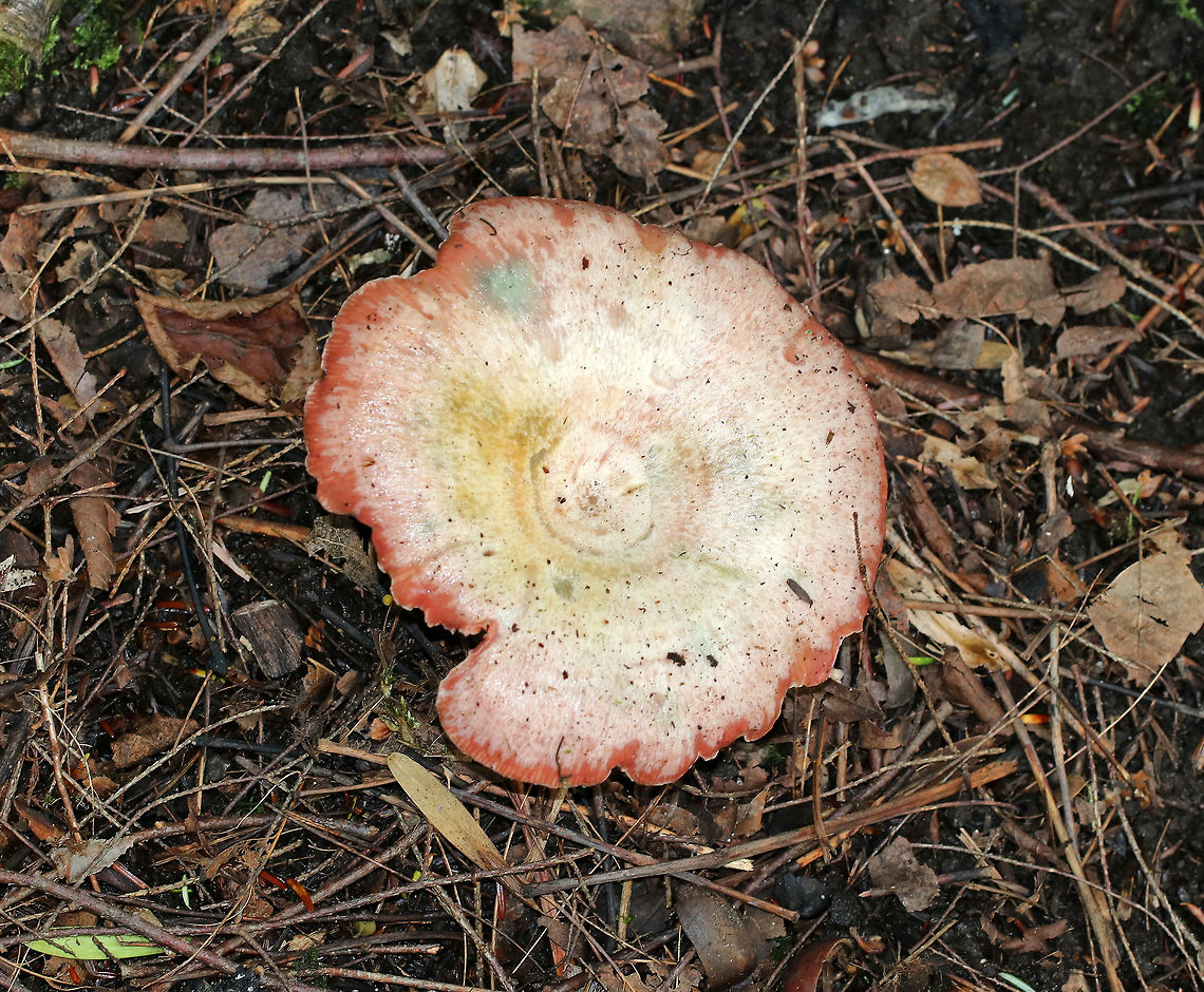Lactarius subpurpureus Whitish cap with a pink margin. Gills were pink. Stipe was white/pink. The gills were attached to the stem; they bruised green and leaked red milk. <br />
<br />
Habitat: It was growing at the base of a pine tree in a mixed forest with lots of eastern hemlock, pine, oak, and birch.<br />
<figure class="photo"><a href="https://www.jungledragon.com/image/65353/lactarius_subpurpureus.html" title="Lactarius subpurpureus"><img src="https://s3.amazonaws.com/media.jungledragon.com/images/3232/65353_thumb.jpg?AWSAccessKeyId=05GMT0V3GWVNE7GGM1R2&Expires=1767225610&Signature=1tRc4BjgHzpwa5BSxJq8E8Wb4kE%3D" width="200" height="178" alt="Lactarius subpurpureus Whitish cap with a pink margin. Gills were pink. Stipe was white/pink. The gills were attached to the stem; they bruised green and leaked red milk. <br />
<br />
 Habitat: It was growing at the base of a pine tree in a mixed forest with lots of eastern hemlock, pine, oak, and birch. <br />
https://www.jungledragon.com/image/65354/lactarius_subpurpureus.html<br />
https://www.jungledragon.com/image/65352/lactarius_subpurpureus.html<br />
 Geotagged,Lactarius subpurpureus,Summer,United States,fungus,lactarius,milk cap,milkcap,milky cap,mushroom" /></a></figure><br />
<figure class="photo"><a href="https://www.jungledragon.com/image/65354/lactarius_subpurpureus.html" title="Lactarius subpurpureus"><img src="https://s3.amazonaws.com/media.jungledragon.com/images/3232/65354_thumb.jpg?AWSAccessKeyId=05GMT0V3GWVNE7GGM1R2&Expires=1767225610&Signature=8U5We3VHfsRmiwAHlKafScgrAqA%3D" width="200" height="174" alt="Lactarius subpurpureus Whitish cap with a pink margin. Gills were pink. Stipe was white/pink. The gills were attached to the stem; they bruised green and leaked red milk. <br />
<br />
 Habitat: It was growing at the base of a pine tree in a mixed forest with lots of eastern hemlock, pine, oak, and birch. <br />
https://www.jungledragon.com/image/65352/lactarius_subpurpureus.html<br />
https://www.jungledragon.com/image/65353/lactarius_subpurpureus.html Geotagged,Lactarius subpurpureus,Summer,United States,fungus,lactarius,milk cap,milkcap,milky cap,mushroom" /></a></figure> Geotagged,Lactarius,Lactarius subpurpureus,Summer,United States,fungus,milk cap,milky cap,mushroom