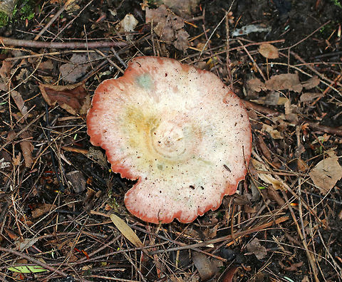 Lactarius subpurpureus Whitish cap with a pink margin. Gills were pink. Stipe was white/pink. The gills were attached to the stem; they bruised green and leaked red milk. 

Habitat: It was growing at the base of a pine tree in a mixed forest with lots of eastern hemlock, pine, oak, and birch.
https://www.jungledragon.com/image/65353/lactarius_subpurpureus.html
https://www.jungledragon.com/image/65354/lactarius_subpurpureus.html Geotagged,Lactarius,Lactarius subpurpureus,Summer,United States,fungus,milk cap,milky cap,mushroom