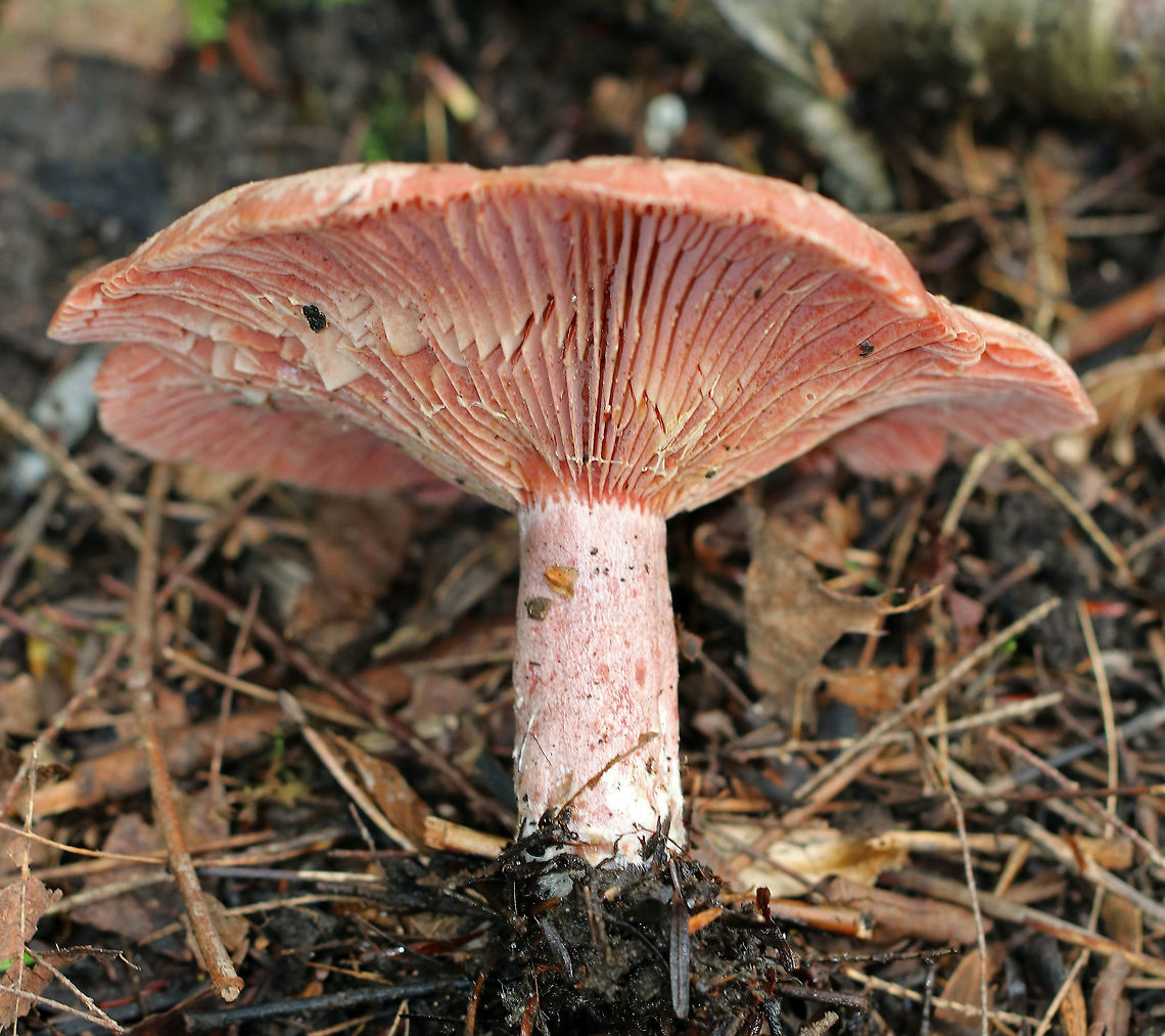 Lactarius subpurpureus Whitish cap with a pink margin. Gills were pink. Stipe was white/pink. The gills were attached to the stem; they bruised green and leaked red milk. <br />
<br />
 Habitat: It was growing at the base of a pine tree in a mixed forest with lots of eastern hemlock, pine, oak, and birch. <br />
<figure class="photo"><a href="https://www.jungledragon.com/image/65354/lactarius_subpurpureus.html" title="Lactarius subpurpureus"><img src="https://s3.amazonaws.com/media.jungledragon.com/images/3232/65354_thumb.jpg?AWSAccessKeyId=05GMT0V3GWVNE7GGM1R2&Expires=1767225610&Signature=8U5We3VHfsRmiwAHlKafScgrAqA%3D" width="200" height="174" alt="Lactarius subpurpureus Whitish cap with a pink margin. Gills were pink. Stipe was white/pink. The gills were attached to the stem; they bruised green and leaked red milk. <br />
<br />
 Habitat: It was growing at the base of a pine tree in a mixed forest with lots of eastern hemlock, pine, oak, and birch. <br />
https://www.jungledragon.com/image/65352/lactarius_subpurpureus.html<br />
https://www.jungledragon.com/image/65353/lactarius_subpurpureus.html Geotagged,Lactarius subpurpureus,Summer,United States,fungus,lactarius,milk cap,milkcap,milky cap,mushroom" /></a></figure><br />
<figure class="photo"><a href="https://www.jungledragon.com/image/65352/lactarius_subpurpureus.html" title="Lactarius subpurpureus"><img src="https://s3.amazonaws.com/media.jungledragon.com/images/3232/65352_thumb.jpg?AWSAccessKeyId=05GMT0V3GWVNE7GGM1R2&Expires=1767225610&Signature=q%2BNcLBmV0YURFkFJurLuRPrNxYI%3D" width="200" height="166" alt="Lactarius subpurpureus Whitish cap with a pink margin. Gills were pink. Stipe was white/pink. The gills were attached to the stem; they bruised green and leaked red milk. <br />
<br />
Habitat: It was growing at the base of a pine tree in a mixed forest with lots of eastern hemlock, pine, oak, and birch.<br />
https://www.jungledragon.com/image/65353/lactarius_subpurpureus.html<br />
https://www.jungledragon.com/image/65354/lactarius_subpurpureus.html Geotagged,Lactarius,Lactarius subpurpureus,Summer,United States,fungus,milk cap,milky cap,mushroom" /></a></figure><br />
 Geotagged,Lactarius subpurpureus,Summer,United States,fungus,lactarius,milk cap,milkcap,milky cap,mushroom
