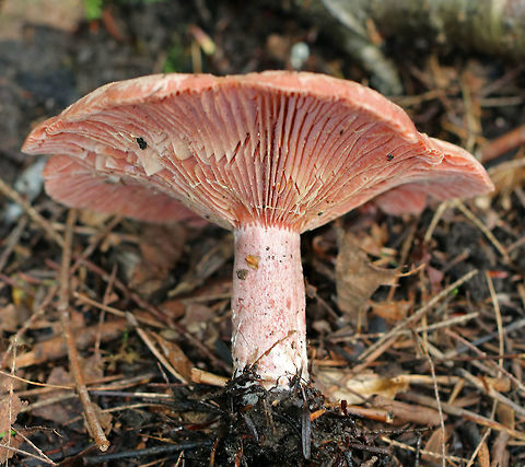 Lactarius subpurpureus Whitish cap with a pink margin. Gills were pink. Stipe was white/pink. The gills were attached to the stem; they bruised green and leaked red milk. 

 Habitat: It was growing at the base of a pine tree in a mixed forest with lots of eastern hemlock, pine, oak, and birch. 
https://www.jungledragon.com/image/65354/lactarius_subpurpureus.html
https://www.jungledragon.com/image/65352/lactarius_subpurpureus.html
 Geotagged,Lactarius subpurpureus,Summer,United States,fungus,lactarius,milk cap,milkcap,milky cap,mushroom