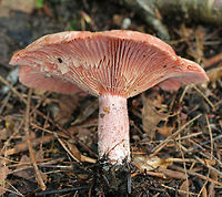 Lactarius subpurpureus Whitish cap with a pink margin. Gills were pink. Stipe was white/pink. The gills were attached to the stem; they bruised green and leaked red milk. <br />
<br />
 Habitat: It was growing at the base of a pine tree in a mixed forest with lots of eastern hemlock, pine, oak, and birch. <br />
https://www.jungledragon.com/image/65354/lactarius_subpurpureus.html<br />
https://www.jungledragon.com/image/65352/lactarius_subpurpureus.html<br />
 Geotagged,Lactarius subpurpureus,Summer,United States,fungus,lactarius,milk cap,milkcap,milky cap,mushroom