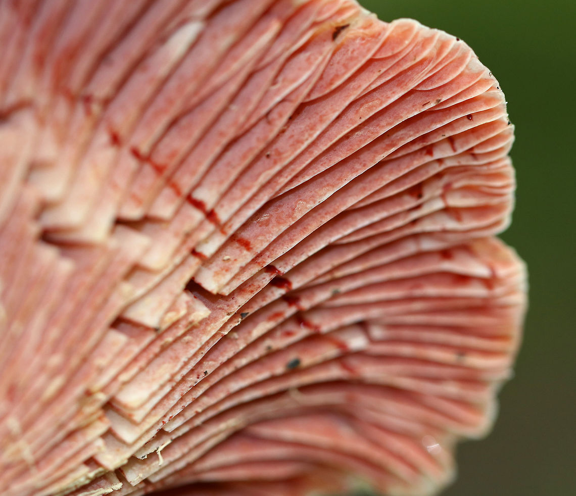 Lactarius subpurpureus Whitish cap with a pink margin. Gills were pink. Stipe was white/pink. The gills were attached to the stem; they bruised green and leaked red milk. <br />
<br />
Habitat: It was growing at the base of a pine tree in a mixed forest with lots of eastern hemlock, pine, oak, and birch. <br />
<figure class="photo"><a href="https://www.jungledragon.com/image/65352/lactarius_subpurpureus.html" title="Lactarius subpurpureus"><img src="https://s3.amazonaws.com/media.jungledragon.com/images/3232/65352_thumb.jpg?AWSAccessKeyId=05GMT0V3GWVNE7GGM1R2&Expires=1759968010&Signature=E3q1%2Forzu5w9Mf4kuaNQRl%2FwkWY%3D" width="200" height="166" alt="Lactarius subpurpureus Whitish cap with a pink margin. Gills were pink. Stipe was white/pink. The gills were attached to the stem; they bruised green and leaked red milk. <br />
<br />
Habitat: It was growing at the base of a pine tree in a mixed forest with lots of eastern hemlock, pine, oak, and birch.<br />
https://www.jungledragon.com/image/65353/lactarius_subpurpureus.html<br />
https://www.jungledragon.com/image/65354/lactarius_subpurpureus.html Geotagged,Lactarius,Lactarius subpurpureus,Summer,United States,fungus,milk cap,milky cap,mushroom" /></a></figure><br />
<figure class="photo"><a href="https://www.jungledragon.com/image/65353/lactarius_subpurpureus.html" title="Lactarius subpurpureus"><img src="https://s3.amazonaws.com/media.jungledragon.com/images/3232/65353_thumb.jpg?AWSAccessKeyId=05GMT0V3GWVNE7GGM1R2&Expires=1759968010&Signature=bFYt8dkgwVyt9kafmy9UQlvB0f8%3D" width="200" height="178" alt="Lactarius subpurpureus Whitish cap with a pink margin. Gills were pink. Stipe was white/pink. The gills were attached to the stem; they bruised green and leaked red milk. <br />
<br />
Habitat: It was growing at the base of a pine tree in a mixed forest with lots of eastern hemlock, pine, oak, and birch. <br />
https://www.jungledragon.com/image/65354/lactarius_subpurpureus.html<br />
https://www.jungledragon.com/image/65352/lactarius_subpurpureus.html<br />
Geotagged,Lactarius subpurpureus,Summer,United States,fungus,lactarius,milk cap,milkcap,milky cap,mushroom" /></a></figure> Geotagged,Lactarius subpurpureus,Summer,United States,fungus,lactarius,milk cap,milkcap,milky cap,mushroom