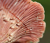 Lactarius subpurpureus Whitish cap with a pink margin. Gills were pink. Stipe was white/pink. The gills were attached to the stem; they bruised green and leaked red milk. <br />
<br />
 Habitat: It was growing at the base of a pine tree in a mixed forest with lots of eastern hemlock, pine, oak, and birch. <br />
https://www.jungledragon.com/image/65352/lactarius_subpurpureus.html<br />
https://www.jungledragon.com/image/65353/lactarius_subpurpureus.html Geotagged,Lactarius subpurpureus,Summer,United States,fungus,lactarius,milk cap,milkcap,milky cap,mushroom