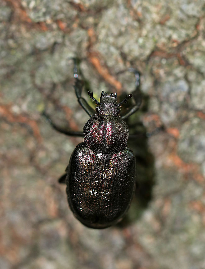 Osmoderma scabra Pronotum is deeply punctate, elytra are wrinkled and irregularly punctate; the head is deeply excavated between the eyes.<br />
<br />
Habitat: Crawling up a tree on a cliff along the edge of the Hudson river in a deciduous forest. Geotagged,Osmoderma,Osmoderma scabra,Summer,United States,beetle
