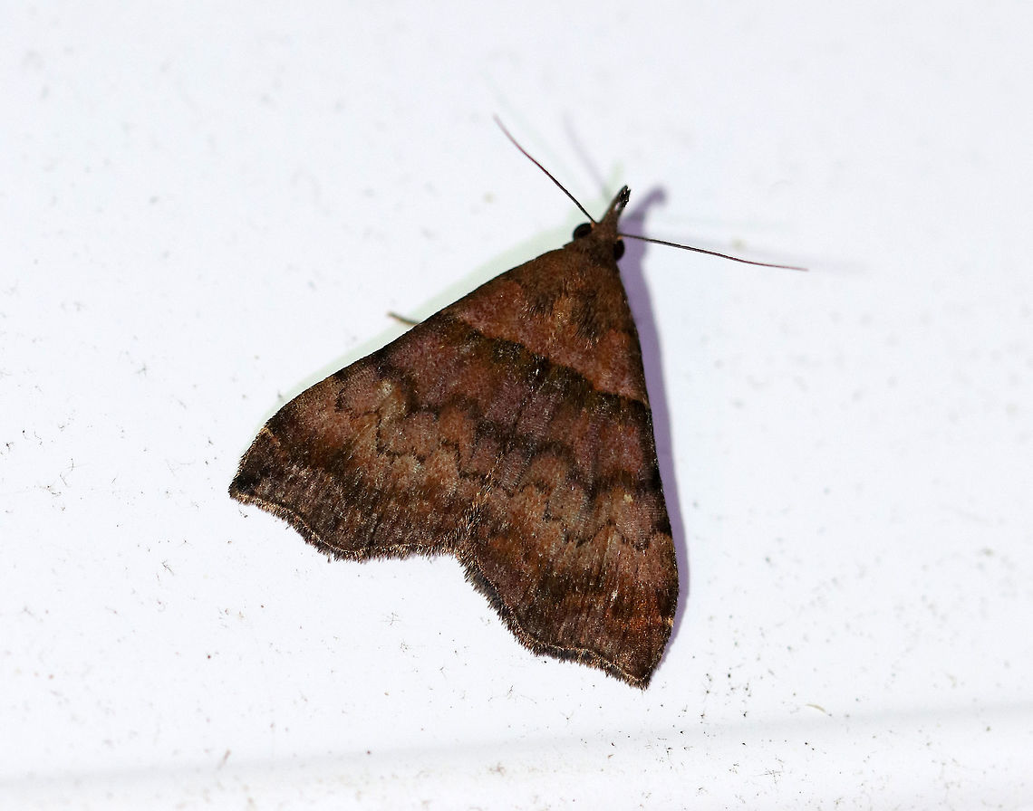 Ambiguous Moth - Lascoria ambigualis Total length: ~12-14 mm. Forewings were brown with straight AM line that was edged in black. Median and postmedian lines were scalloped. Reniform spots are oblique, white crescents, which were mostly rubbed off on this moth.<br />
<br />
 Habitat: Attracted to a light at night in a rural area. <br />
 Ambiguous Moth,Ambiguous moth,Geotagged,Lascoria ambigualis,Summer,United States,moth