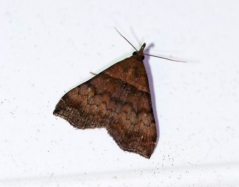 Ambiguous Moth - Lascoria ambigualis Total length: ~12-14 mm. Forewings were brown with straight AM line that was edged in black. Median and postmedian lines were scalloped. Reniform spots are oblique, white crescents, which were mostly rubbed off on this moth.

 Habitat: Attracted to a light at night in a rural area. 
 Ambiguous Moth,Ambiguous moth,Geotagged,Lascoria ambigualis,Summer,United States,moth