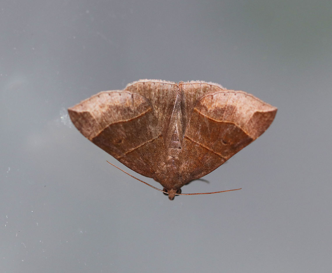 Maple Looper Moth - Parallelia bistriaris Width: ~ 18-20 mm. Brown forewings with slightly darker median areas that are bordered with AM and PM lines. Jagged ST line.<br />
<br />
Habitat: Attracted to a light at night in a rural area.  <br />
 Geotagged,Maple Looper Moth,Parallelia bistriaris,Summer,United States,looper moth,moth