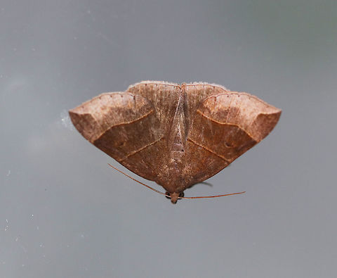 Maple Looper Moth - Parallelia bistriaris Width: ~ 18-20 mm. Brown forewings with slightly darker median areas that are bordered with AM and PM lines. Jagged ST line.

Habitat: Attracted to a light at night in a rural area.  
 Geotagged,Maple Looper Moth,Parallelia bistriaris,Summer,United States,looper moth,moth