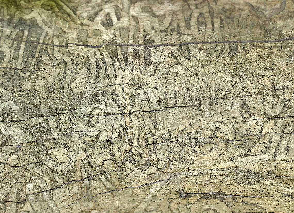 Buprestid Beetle Galleries This is an example of a classic zigzag gallery made by wood-boring beetle larvae in the family Buprestidae. They make these broad, shallow, meandering galleries at the outer edge of sapwood, just under the bark.<br />
<br />
Habitat: Mixed forest  Geotagged,Summer,United States,beetle,beetle galleries,beetle larva galleries,buprestidae,galleries,larva,wood galleries