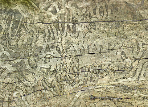 Buprestid Beetle Galleries This is an example of a classic zigzag gallery made by wood-boring beetle larvae in the family Buprestidae. They make these broad, shallow, meandering galleries at the outer edge of sapwood, just under the bark.

Habitat: Mixed forest  Geotagged,Summer,United States,beetle,beetle galleries,beetle larva galleries,buprestidae,galleries,larva,wood galleries