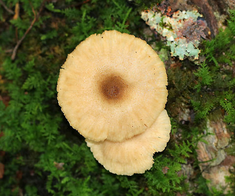 Milky Caps - Lactarius sp. The caps were tan with darker brown centers. The margins were striate. The gills were decurrent, tan, wavy, had frequent short gills, and produced a tiny amount of white latex. The stipe was brown/white.

Habitat: Growing in moss, on a rock, in a mixed forest with oak, birch, hemlock, and pine.
https://www.jungledragon.com/image/65413/milky_caps_-_lactarius_sp.html
https://www.jungledragon.com/image/65412/milky_caps_-_lactarius_sp.html Geotagged,Summer,United States,fungus,lactarius,milk cap,milky cap,mushroom,mushrooms