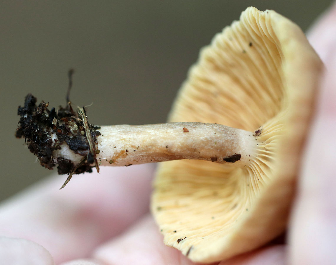 Milky Caps - Lactarius sp. The caps were tan with darker brown centers. The margins were striate. The gills were decurrent, tan, wavy, had frequent short gills, and produced a tiny amount of white latex. The stipe was brown/white.<br />
<br />
Habitat: Growing in moss, on a rock, in a mixed forest with oak, birch, hemlock, and pine. <br />
<figure class="photo"><a href="https://www.jungledragon.com/image/65409/milky_caps_-_lactarius_sp.html" title="Milky Caps - Lactarius sp."><img src="https://s3.amazonaws.com/media.jungledragon.com/images/3232/65409_thumb.jpg?AWSAccessKeyId=05GMT0V3GWVNE7GGM1R2&Expires=1759968010&Signature=NAJnyKI7jOl1DYBhT68idiaBUKU%3D" width="200" height="168" alt="Milky Caps - Lactarius sp. The caps were tan with darker brown centers. The margins were striate. The gills were decurrent, tan, wavy, had frequent short gills, and produced a tiny amount of white latex. The stipe was brown/white.<br />
<br />
Habitat: Growing in moss, on a rock, in a mixed forest with oak, birch, hemlock, and pine.<br />
https://www.jungledragon.com/image/65413/milky_caps_-_lactarius_sp.html<br />
https://www.jungledragon.com/image/65412/milky_caps_-_lactarius_sp.html Geotagged,Summer,United States,fungus,lactarius,milk cap,milky cap,mushroom,mushrooms" /></a></figure><br />
<figure class="photo"><a href="https://www.jungledragon.com/image/65413/milky_caps_-_lactarius_sp.html" title="Milky Caps - Lactarius sp."><img src="https://s3.amazonaws.com/media.jungledragon.com/images/3232/65413_thumb.jpg?AWSAccessKeyId=05GMT0V3GWVNE7GGM1R2&Expires=1759968010&Signature=aR7du%2FkIPgLzf8saqQJipfk2IMU%3D" width="200" height="160" alt="Milky Caps - Lactarius sp. The caps were tan with darker brown centers. The margins were striate. The gills were decurrent, tan, wavy, had frequent short gills, and produced a tiny amount of white latex. The stipe was brown/white.<br />
<br />
Habitat: Growing in moss, on a rock, in a mixed forest with oak, birch, hemlock, and pine. <br />
https://www.jungledragon.com/image/65409/milky_caps_-_lactarius_sp.html<br />
https://www.jungledragon.com/image/65412/milky_caps_-_lactarius_sp.html<br />
Geotagged,Lactarius,Milky Caps,Summer,United States,fungus,milk cap,mushroom" /></a></figure><br />
Geotagged,Lactarius,Milky Caps,Summer,United States,fungus,milk cap,mushroom