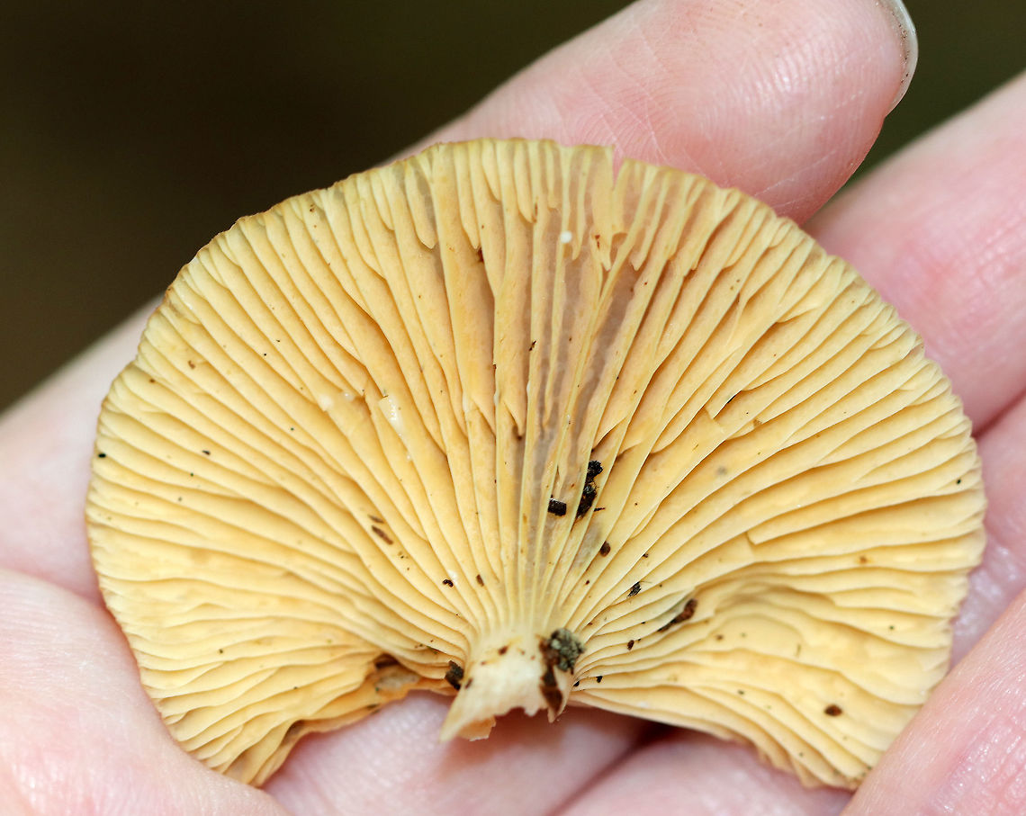 Milky Caps - Lactarius sp. The caps were tan with darker brown centers. The margins were striate. The gills were decurrent, tan, wavy, had frequent short gills, and produced a tiny amount of white latex. The stipe was brown/white.<br />
<br />
Habitat: Growing in moss, on a rock, in a mixed forest with oak, birch, hemlock, and pine. <br />
<figure class="photo"><a href="https://www.jungledragon.com/image/65409/milky_caps_-_lactarius_sp.html" title="Milky Caps - Lactarius sp."><img src="https://s3.amazonaws.com/media.jungledragon.com/images/3232/65409_thumb.jpg?AWSAccessKeyId=05GMT0V3GWVNE7GGM1R2&Expires=1759968010&Signature=NAJnyKI7jOl1DYBhT68idiaBUKU%3D" width="200" height="168" alt="Milky Caps - Lactarius sp. The caps were tan with darker brown centers. The margins were striate. The gills were decurrent, tan, wavy, had frequent short gills, and produced a tiny amount of white latex. The stipe was brown/white.<br />
<br />
Habitat: Growing in moss, on a rock, in a mixed forest with oak, birch, hemlock, and pine.<br />
https://www.jungledragon.com/image/65413/milky_caps_-_lactarius_sp.html<br />
https://www.jungledragon.com/image/65412/milky_caps_-_lactarius_sp.html Geotagged,Summer,United States,fungus,lactarius,milk cap,milky cap,mushroom,mushrooms" /></a></figure><br />
<figure class="photo"><a href="https://www.jungledragon.com/image/65412/milky_caps_-_lactarius_sp.html" title="Milky Caps - Lactarius sp."><img src="https://s3.amazonaws.com/media.jungledragon.com/images/3232/65412_thumb.jpg?AWSAccessKeyId=05GMT0V3GWVNE7GGM1R2&Expires=1759968010&Signature=BnrCnNZhypJfeQkThX9l1enLzTA%3D" width="200" height="158" alt="Milky Caps - Lactarius sp. The caps were tan with darker brown centers. The margins were striate. The gills were decurrent, tan, wavy, had frequent short gills, and produced a tiny amount of white latex. The stipe was brown/white.<br />
<br />
Habitat: Growing in moss, on a rock, in a mixed forest with oak, birch, hemlock, and pine. <br />
https://www.jungledragon.com/image/65409/milky_caps_-_lactarius_sp.html<br />
https://www.jungledragon.com/image/65413/milky_caps_-_lactarius_sp.html<br />
Geotagged,Lactarius,Milky Caps,Summer,United States,fungus,milk cap,mushroom" /></a></figure><br />
Geotagged,Lactarius,Milky Caps,Summer,United States,fungus,milk cap,mushroom