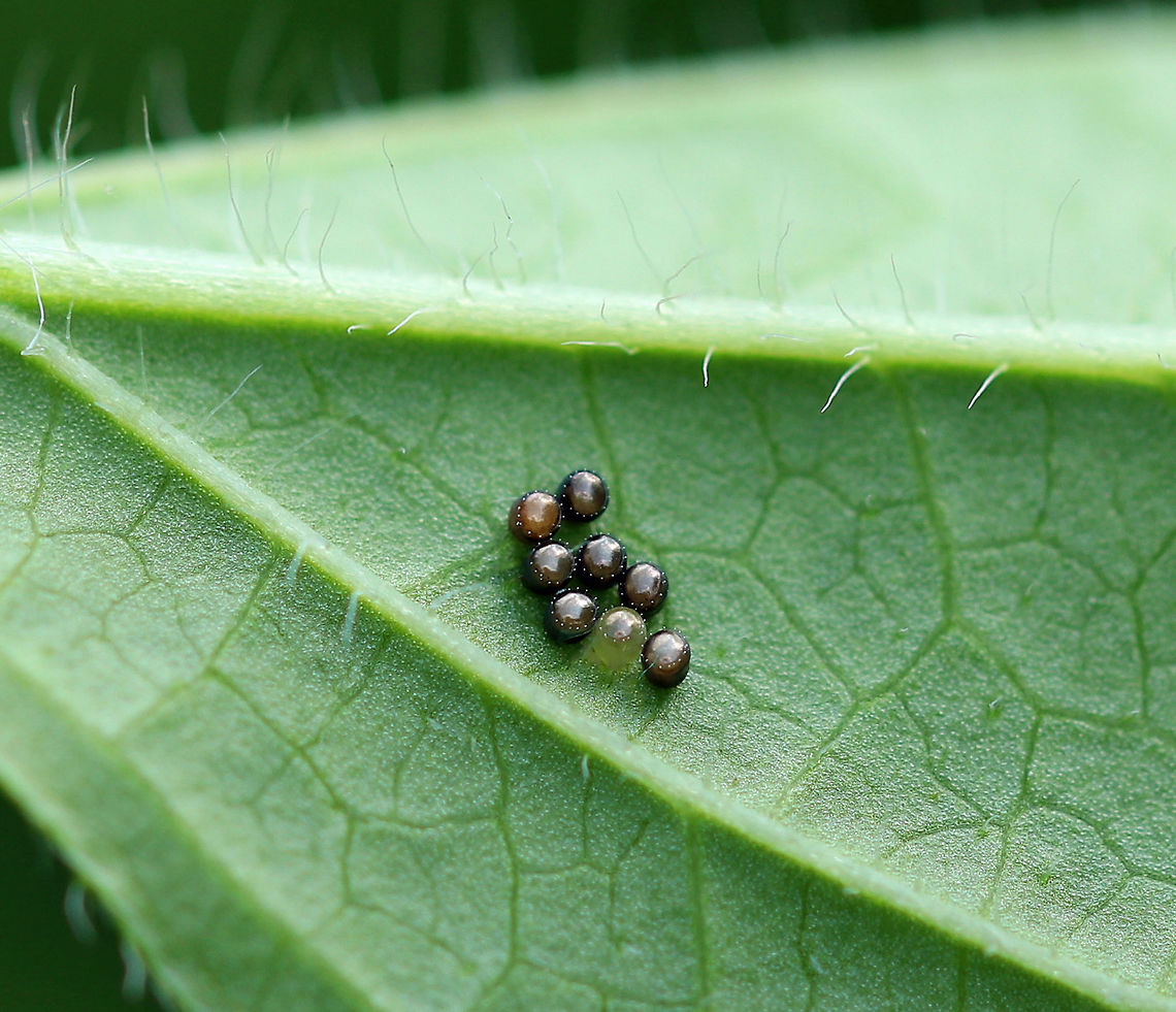 Stink Bug Eggs (Pentatomidae) Stink bug eggs are barrel-shaped and are laid in clusters, standing upright, on vegetation. The circular lid at the top has a ring of spines along the edge. These eggs were dark bronze-brown, except for one that was green. I&#039;m not sure if the green one was a dud, or if it just hadn&#039;t darkened yet.<br />
<br />
Habitat: Spotted on the underside of a leaf in a rural garden. Geotagged,Pentatomidae,Summer,United States,eggs,heteropteran eggs,insect eggs,shield bug eggs,stink bug eggs